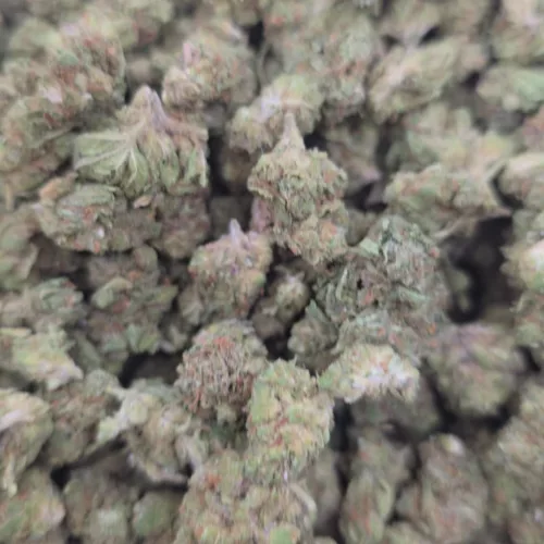 Biscotti Triangle Cannabis Strain