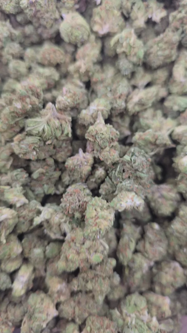 Biscotti Triangle Cannabis Strain