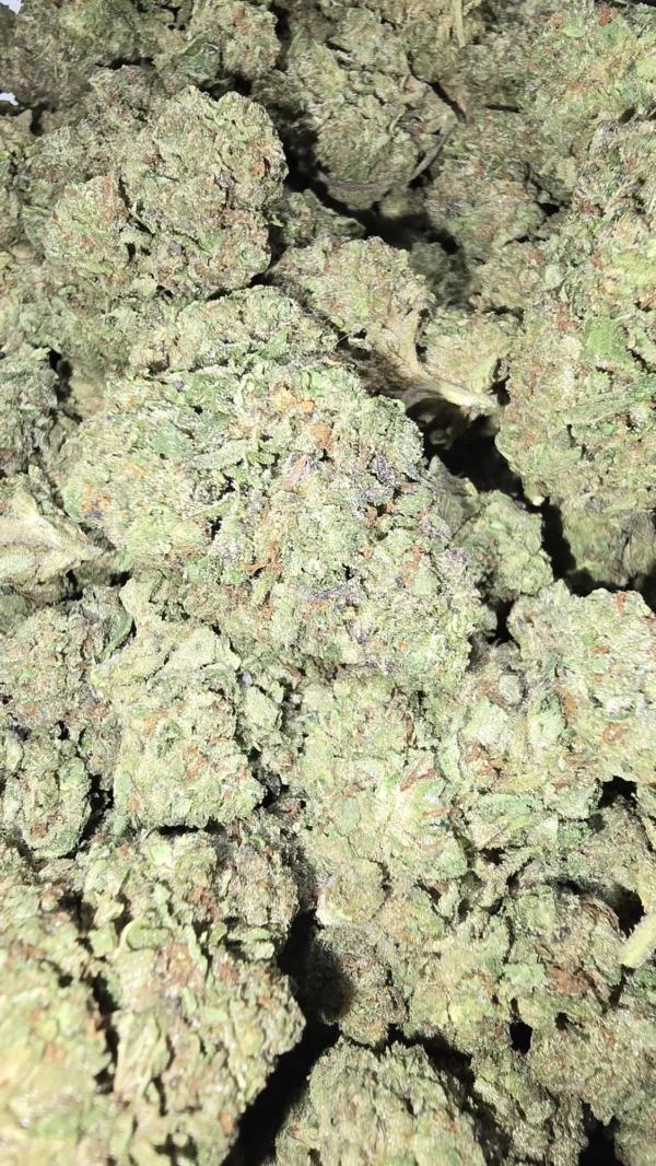 Close-up of dense Mochi Gelato buds with vibrant trichome coverage and colorful accents