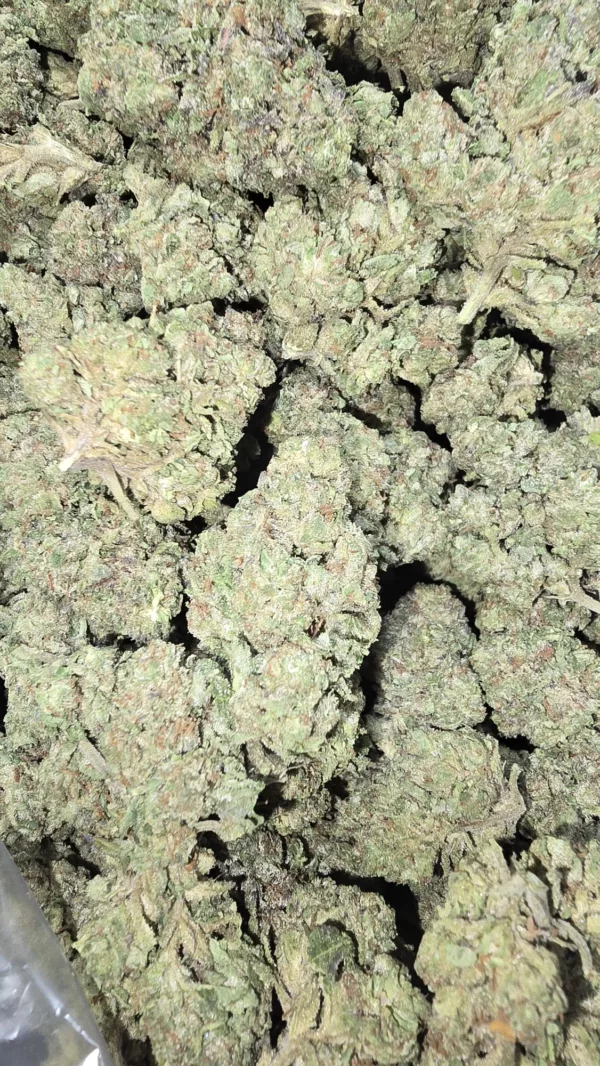 Bulk cannabis buds of Mochi Gelato, frosty and tightly trimmed with cookie-forward visuals