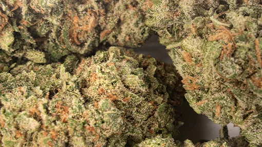 Blue Dream Strain