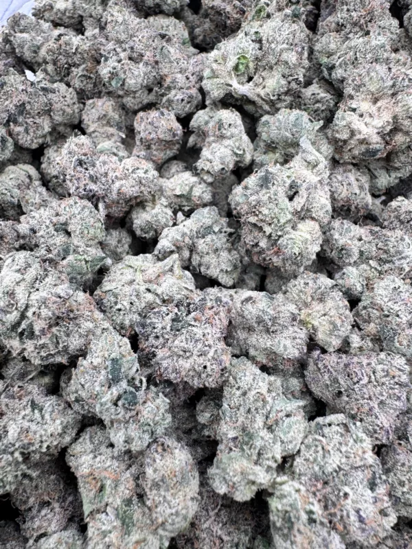 Large pile of Candy Truffles hybrid buds featuring creamy, fruity aromas and purple frost